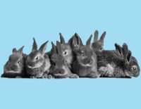 La Team-rabbit